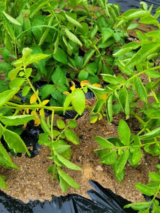 동읍새날농장님의 감자 · 병해충상담 작성글 사진