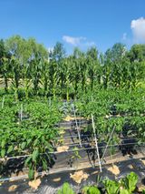 팜모닝 고추·영농일지 게시글 이미지