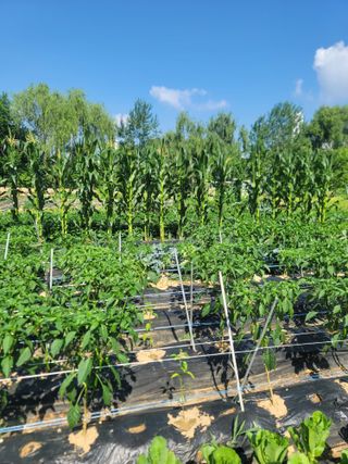 스카이2님의 고추 · 영농일지 작성글 사진