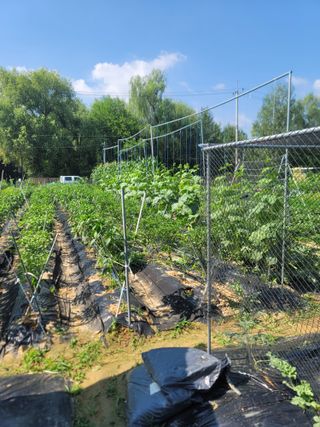 스카이2님의 고추 · 영농일지 작성글 사진