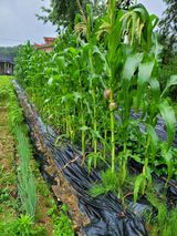 팜모닝 옥수수·영농일지 게시글 이미지