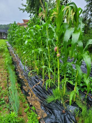동읍새날농장님의 옥수수 · 영농일지 작성글 사진