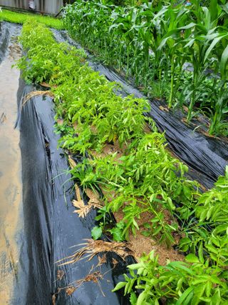 동읍새날농장님의 자유주제 · 자유게시판 작성글 사진