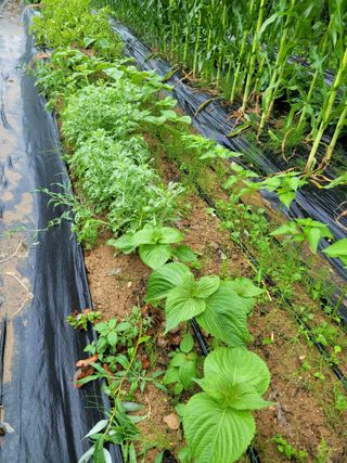 동읍새날농장님의 자유주제 · 자유게시판 작성글 사진