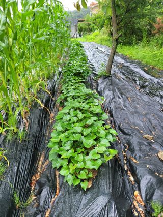 동읍새날농장님의 자유주제 · 자유게시판 작성글 사진