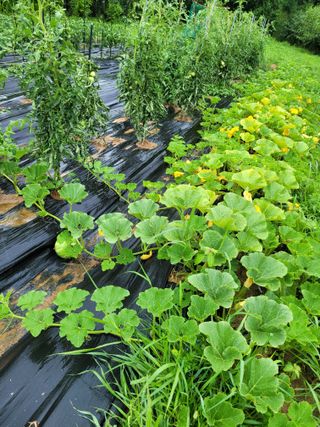 동읍새날농장님의 자유주제 · 자유게시판 작성글 사진