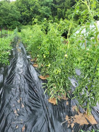 동읍새날농장님의 자유주제 · 자유게시판 작성글 사진