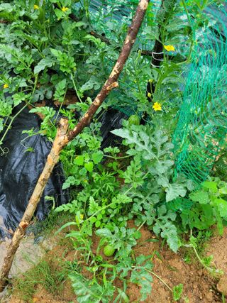 동읍새날농장님의 자유주제 · 자유게시판 작성글 사진