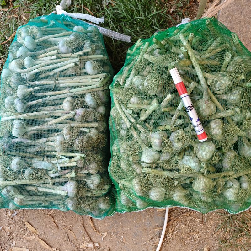 삼성농산님의 장터 판매 상품 [(마감)홍산마늘 큰것만] 첨부 사진