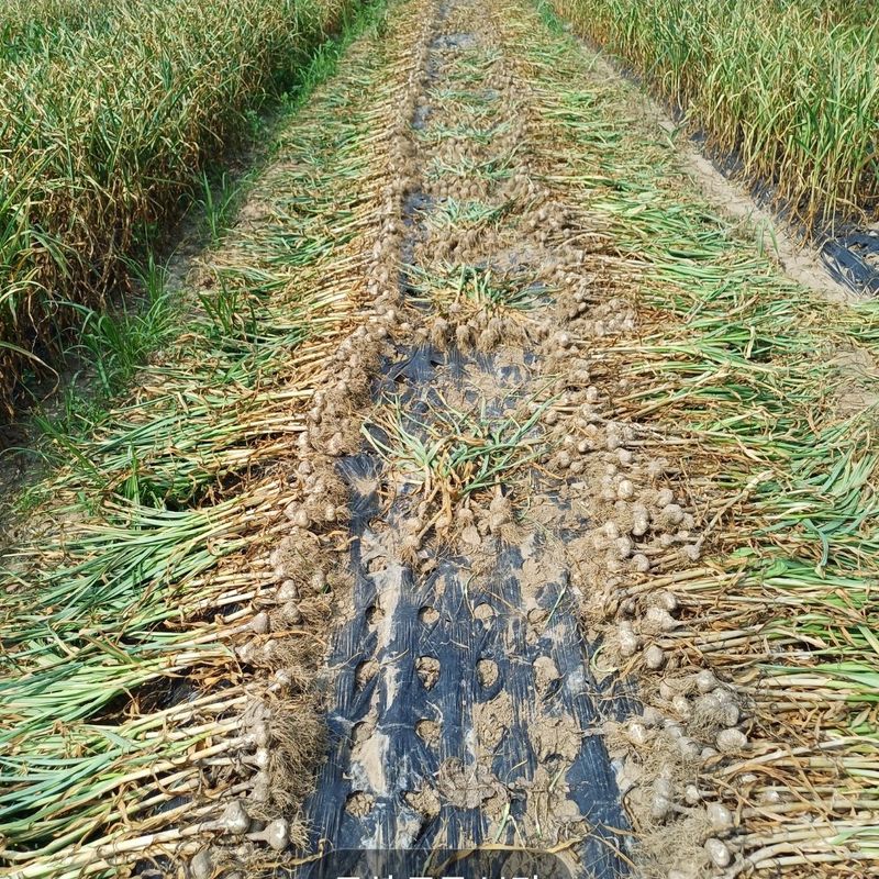 삼성농산님의 장터 판매 상품 [(마감)홍산마늘 큰것만] 첨부 사진