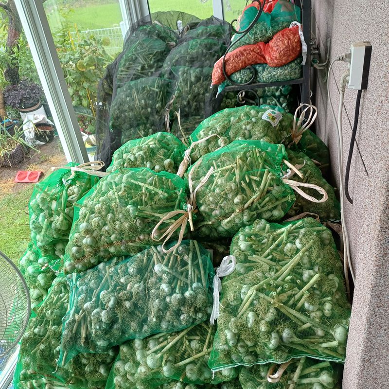 삼성농산님의 장터 판매 상품 [(마감)홍산마늘 큰것만] 첨부 사진