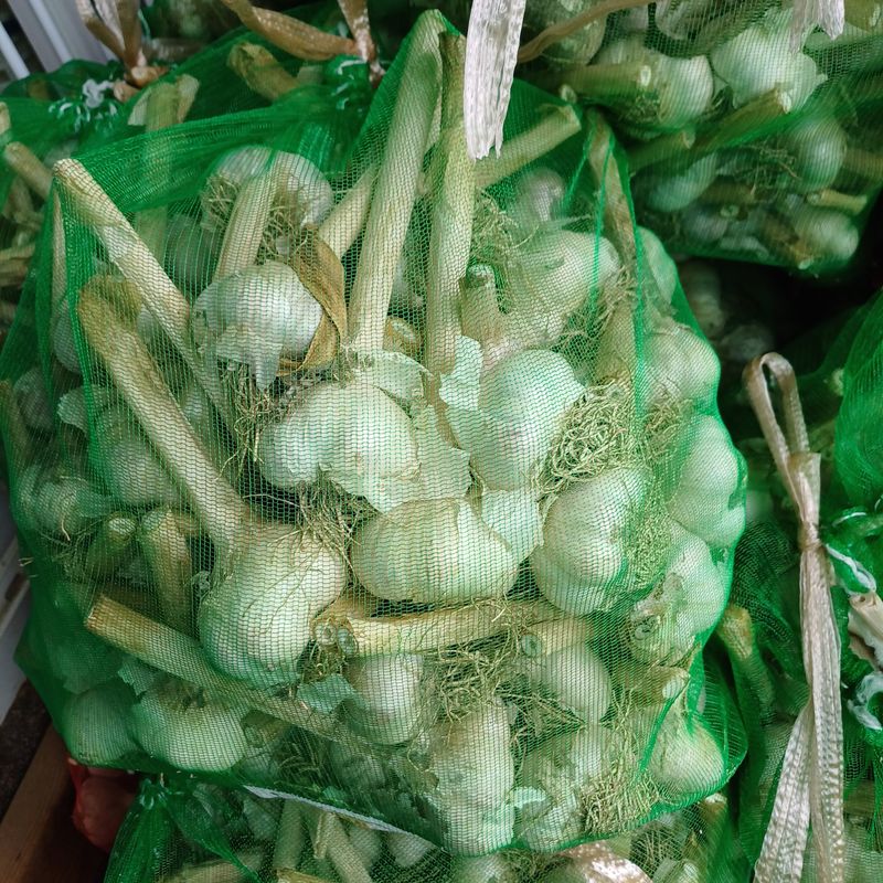 삼성농산님의 장터 판매 상품 [(마감)홍산마늘 큰것만] 첨부 사진