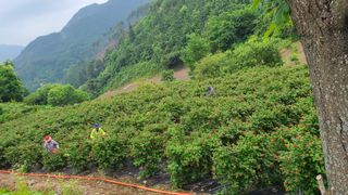 장봉덕님의 기타작물 · 영농일지 작성글 사진