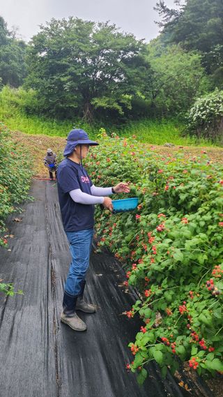 장봉덕님의 기타작물 · 영농일지 작성글 사진