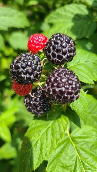 장봉덕님의 기타작물 · 영농일지 작성글 사진