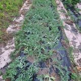 팜모닝 자유주제·자유게시판 게시글 이미지