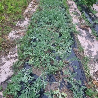 루이스장님의 자유주제 · 자유게시판 작성글 사진