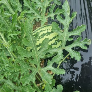 루이스장님의 자유주제 · 자유게시판 작성글 사진