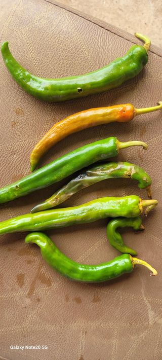 임락환님의 고추 · 병해충상담 작성글 사진