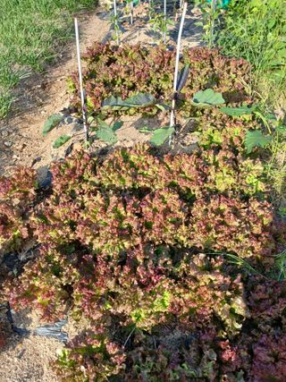 최병화 님의 자유주제 · 자유게시판 작성글 사진