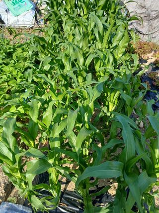 최병화 님의 자유주제 · 자유게시판 작성글 사진