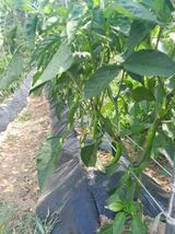 팜모닝 고추·영농일지 게시글 이미지