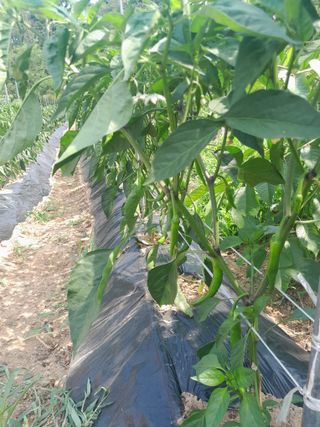 초록농장님의 고추 · 영농일지 작성글 사진