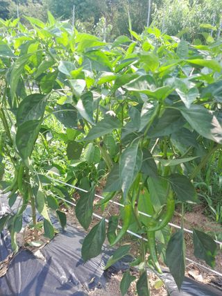 초록농장님의 고추 · 영농일지 작성글 사진