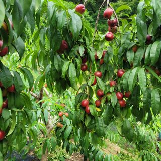 강대득님의 복숭아 · 영농일지 작성글 사진