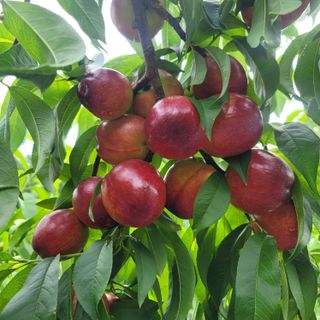 강대득님의 복숭아 · 영농일지 작성글 사진