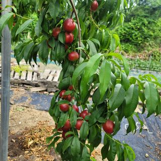 강대득님의 복숭아 · 영농일지 작성글 사진