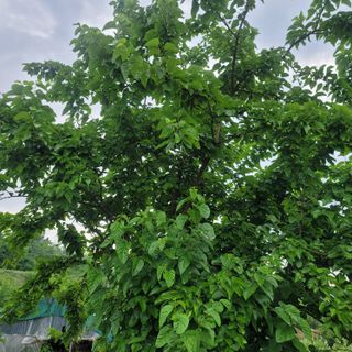 강대득님의 복숭아 · 영농일지 작성글 사진