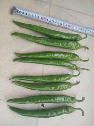 콩나라최여순님의 고추 · 일상 작성글 사진