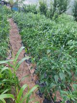 팜모닝 고추·영농일지 게시글 이미지