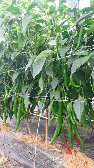 둥이농장(김준태)님의 자유주제 · 자유게시판 작성글 사진