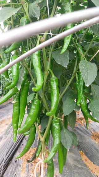 둥이농장(김준태)님의 자유주제 · 자유게시판 작성글 사진