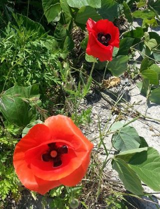 둥이농장(김준태)님의 자유주제 · 자유게시판 작성글 사진