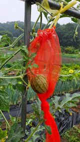 팜모닝 자유주제·사진전 게시글 이미지