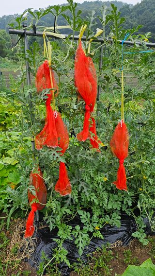 이원복님의 자유주제 · 사진전 작성글 사진