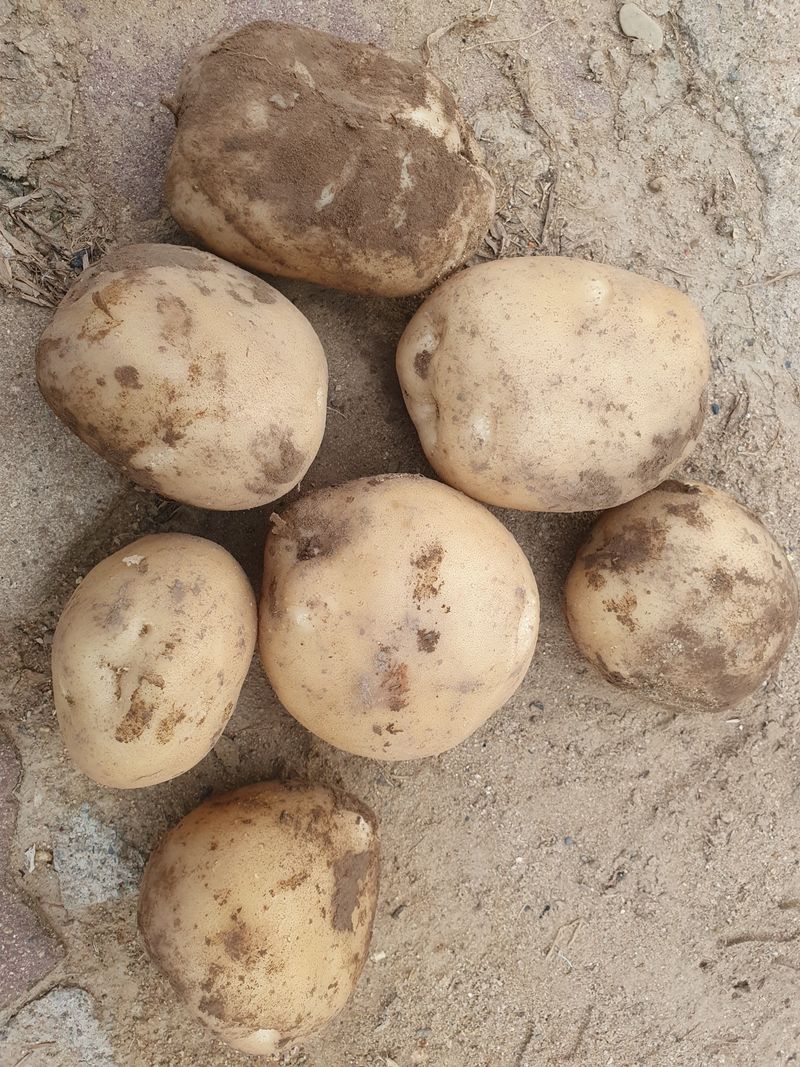 김승재님의 장터 판매 상품 [달콤하고 분나는 금선  감자 작업합니다] 첨부 사진