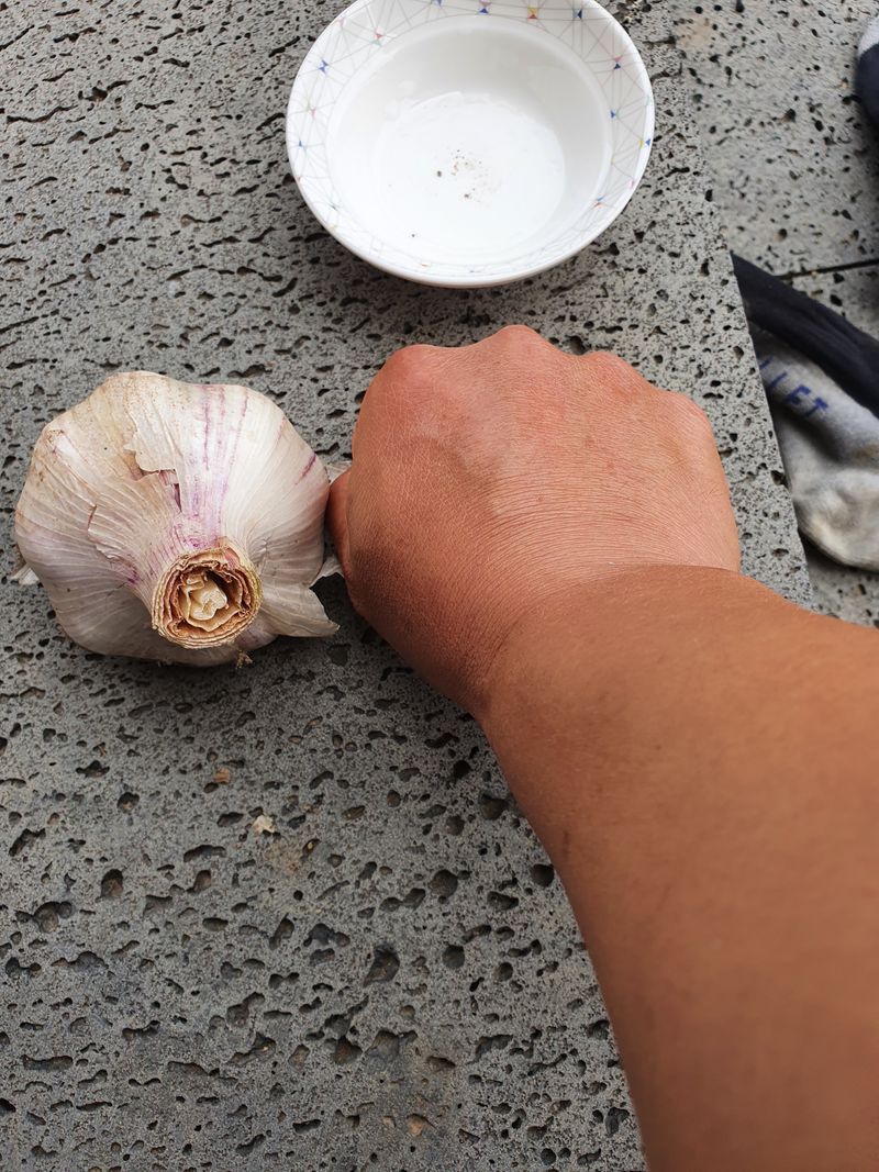 김승재님의 장터 판매 상품 [달콤하고 분나는 금선  감자 작업합니다] 첨부 사진