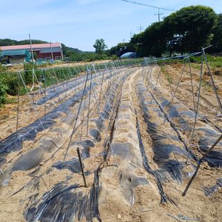 삼성농산님의 자유주제 · 자유게시판 작성글 사진