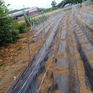 삼성농산님의 자유주제 · 자유게시판 작성글 사진