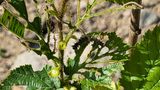 팜모닝 기타작물·병해충상담 게시글 이미지