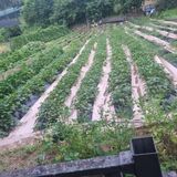 팜모닝 고구마·영농일지 게시글 이미지