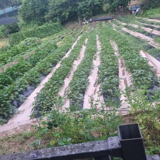 루이스장님의 고구마 · 영농일지 작성글 사진