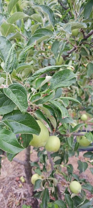 곱슬이네님의 배 · 병해충상담 작성글 사진