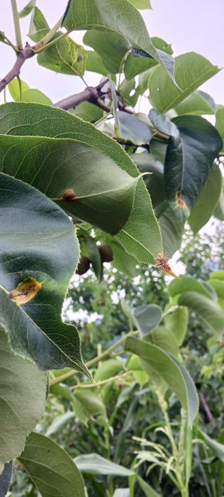 곱슬이네님의 배 · 병해충상담 작성글 사진