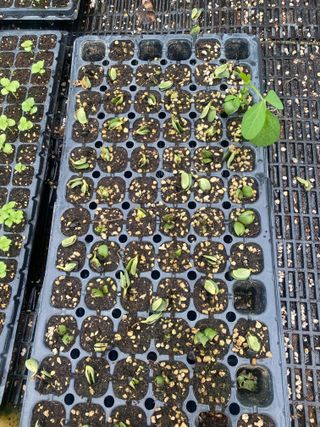 임태묵님의 콩 · 병해충상담 작성글 사진