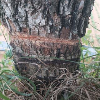 둥이농장(김준태)님의 ☔️장마 대비 하셨나요? · 참여글 작성글 사진